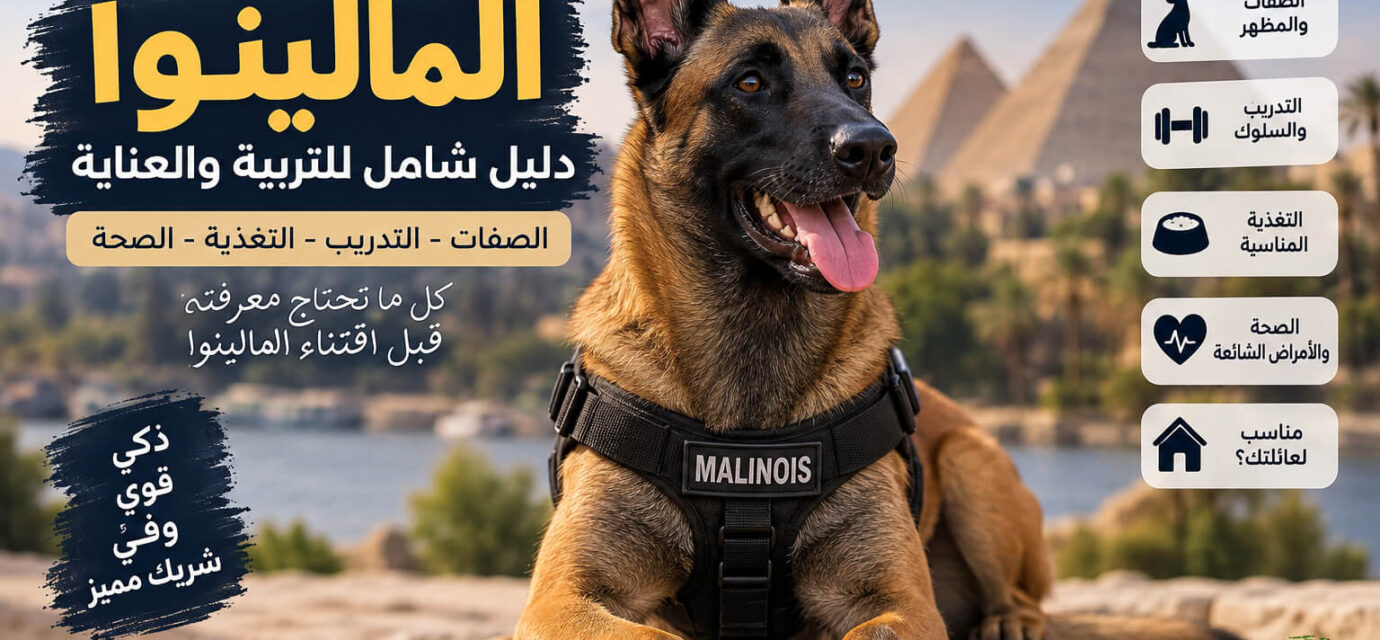 معلومات عن كلاب المالينو