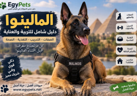 معلومات عن كلاب المالينو