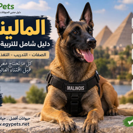 معلومات عن كلاب المالينو
