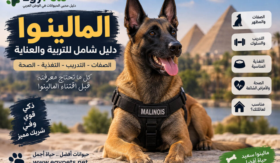معلومات عن كلاب المالينو