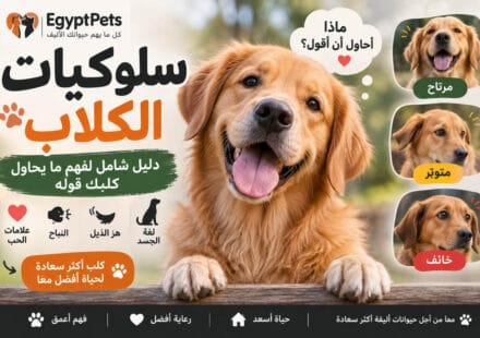 سلوكيات الكلاب