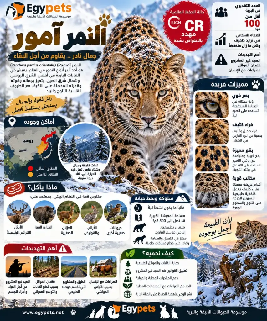 انفوجرافيك معلومات عن نمر أمور