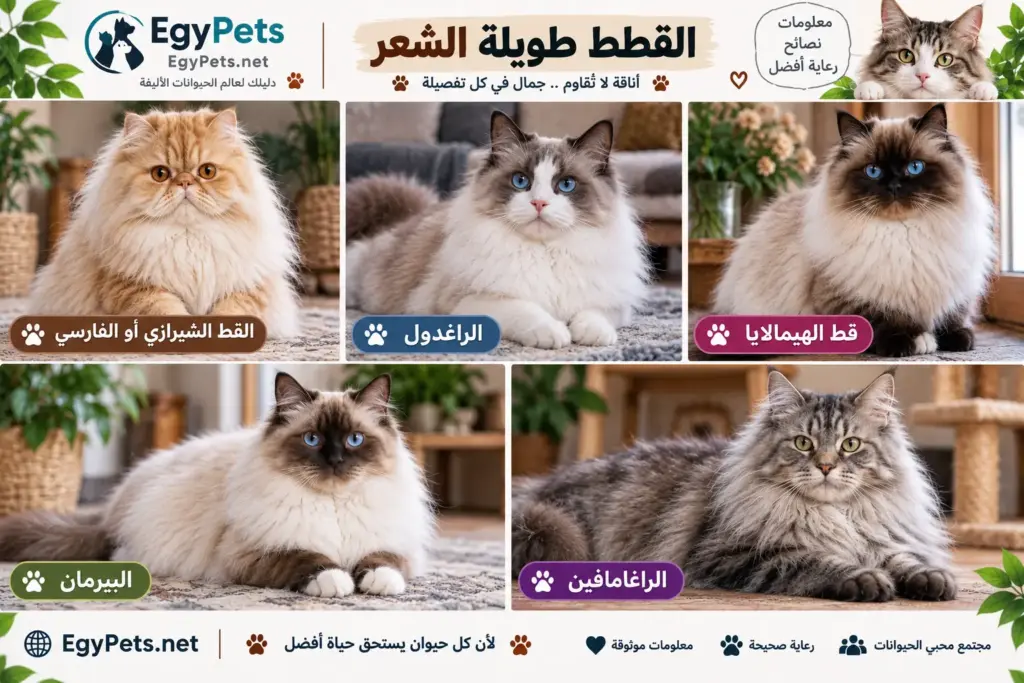 أنواع القطط المنزلية طويلة الشعر