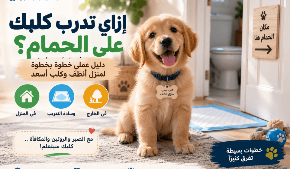تدريب الكلب على مكان الحمام وتعليمه قضاء حاجته في المكان المخصص