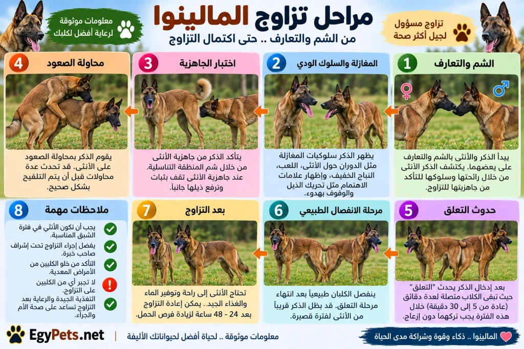 تزاوج كلاب المالينوا البلجيكي