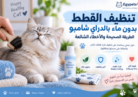 تنظيف القطط بالدراي شامبوو بدون ماء