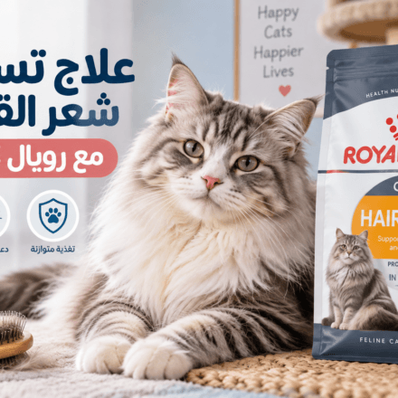علاج تساقط شعر القطط